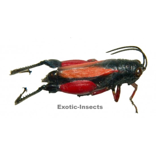 Phalaca grylloides