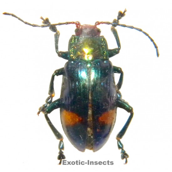 Promechus sp.01