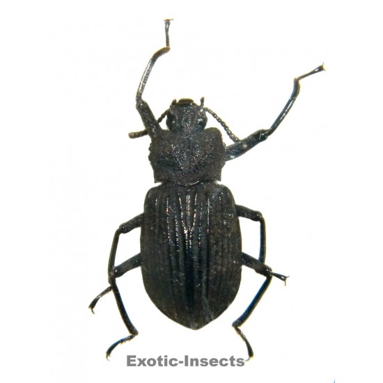 Tenebrionidae sp.04