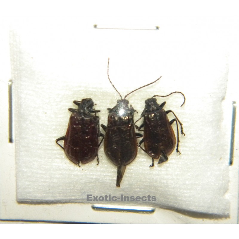 Coleoptera mix 06  Set of 39