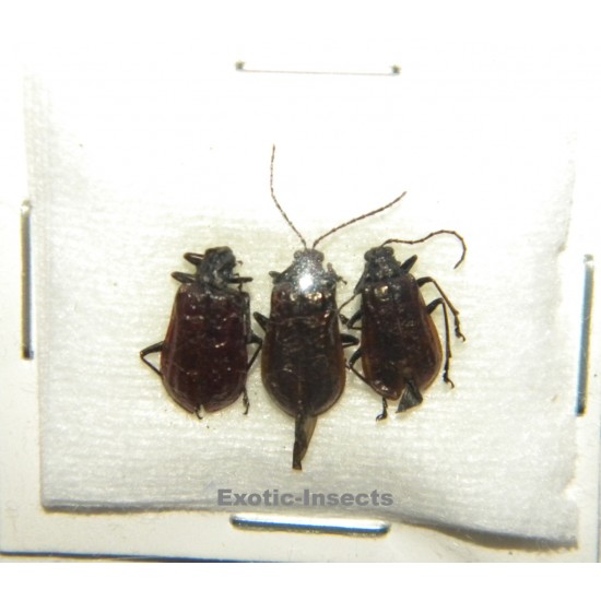 Coleoptera mix 06  Set of 39