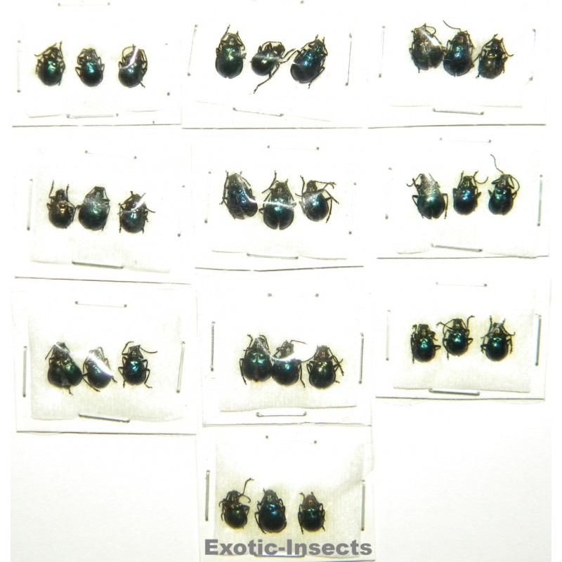 Coleoptera mix 07  Set of 30