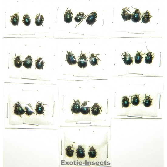 Coleoptera mix 07  Set of 30