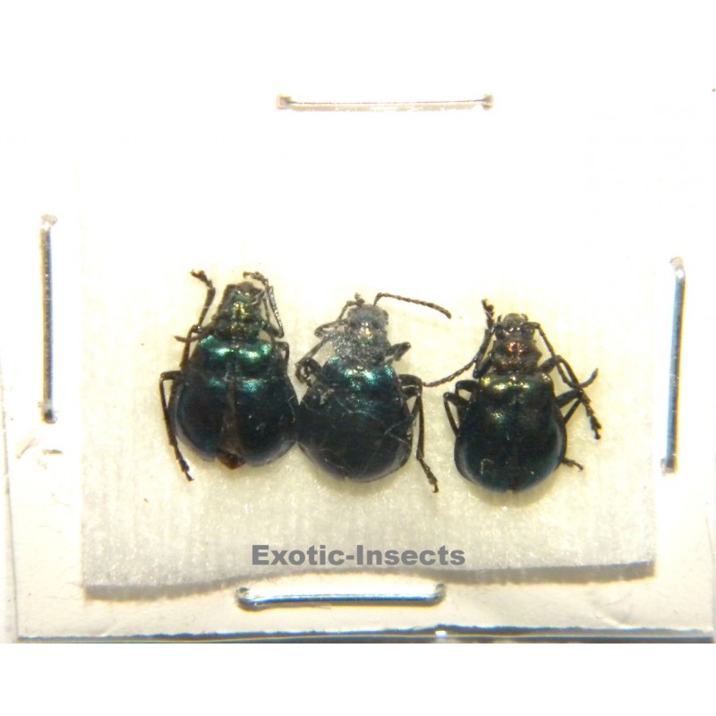 Coleoptera mix 07  Set of 30