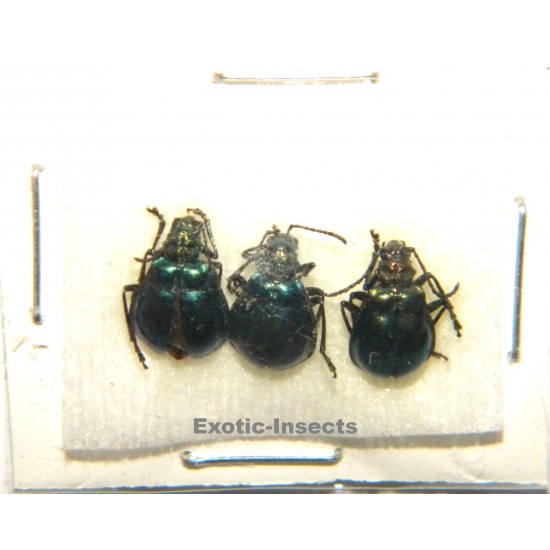 Coleoptera mix 07  Set of 30