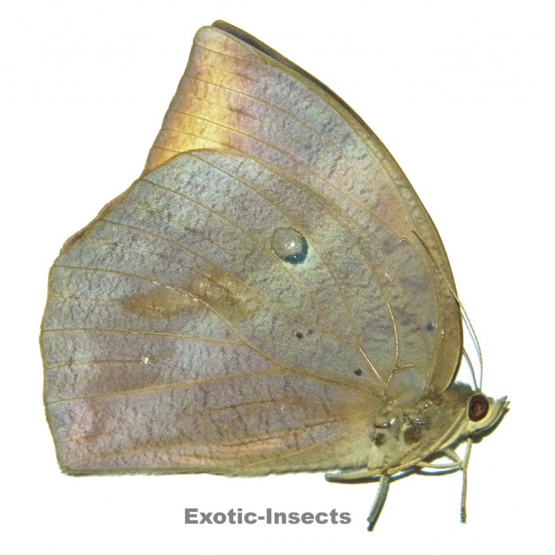 Discophora necho necho