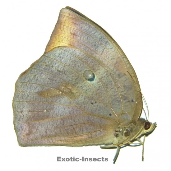 Discophora necho necho