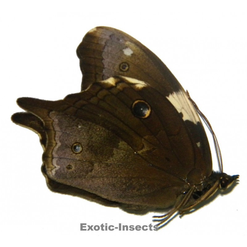 Neorina crishna crishna