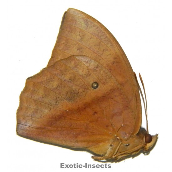 Discophora sondaica sondaica
