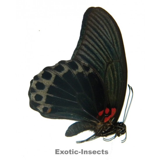 Papilio memnon memnon