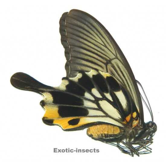 Papilio memnon memnon TAILED FORM