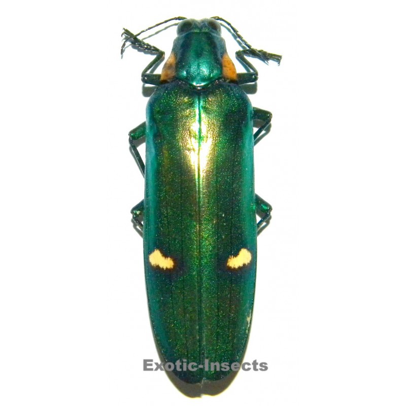 Megaloxantha bicolor bicolor