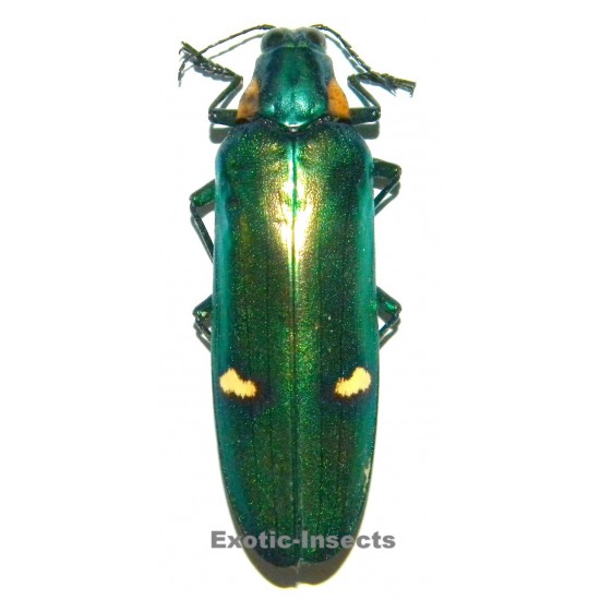 Megaloxantha bicolor bicolor