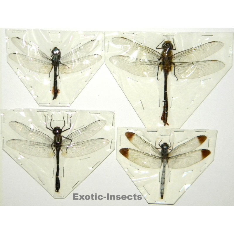 Anisoptera mix 10  Set of 4