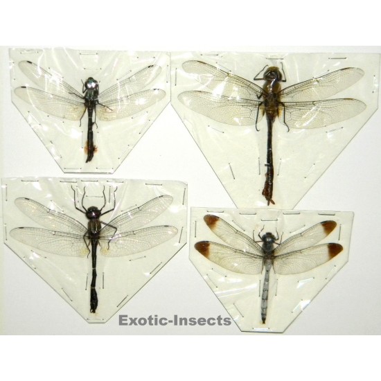 Anisoptera mix 10  Set of 4