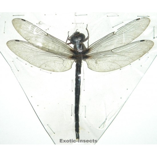 Tetracanthagyna brunnea