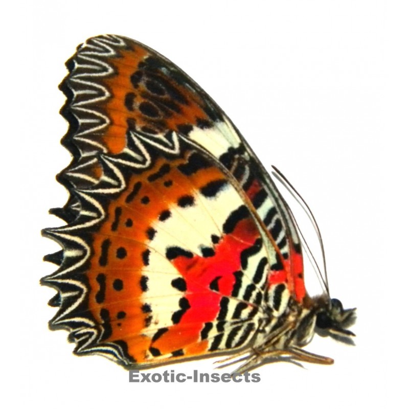 Cethosia hypsea munjava