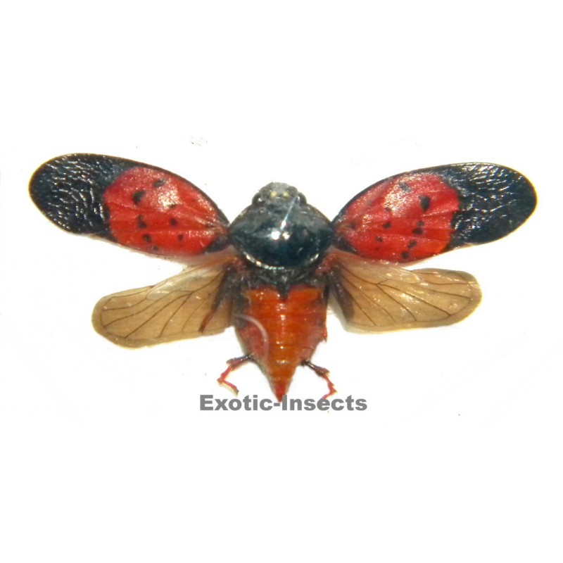 Cercopidae sp.19