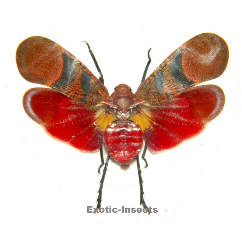 Scamandra rosea