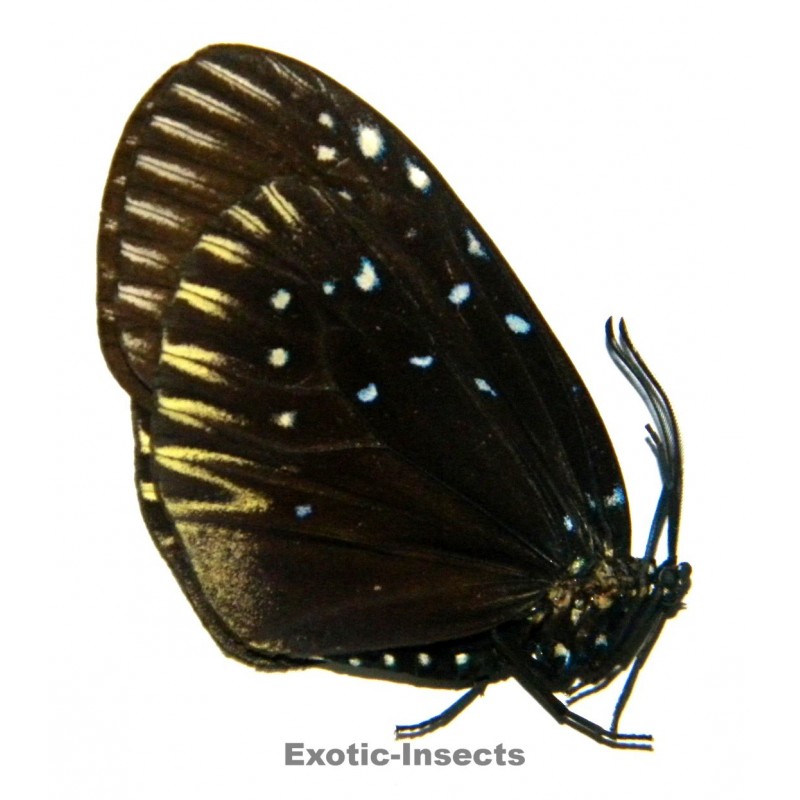 Amesia namouna