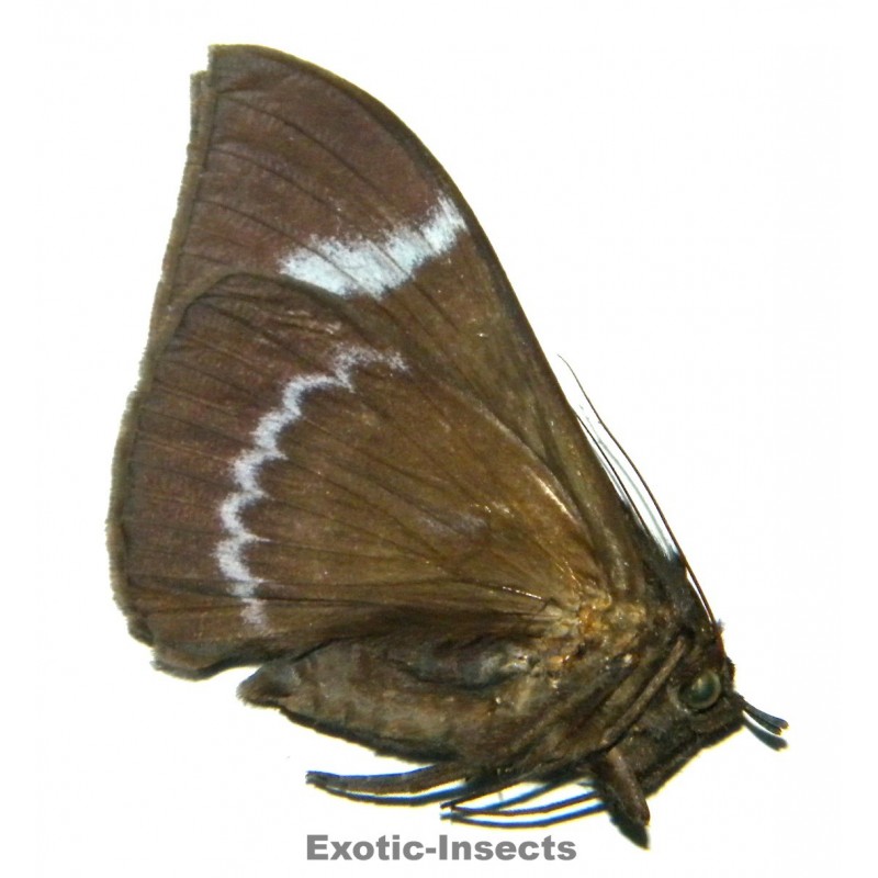 Ischyja sp.01