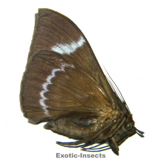 Ischyja sp.01