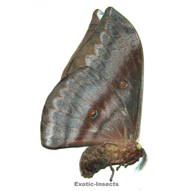 Antheraea youngi