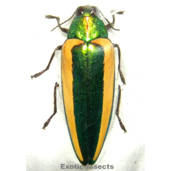 Chrysochroa limbata SPECIMEN 1  (46mm)