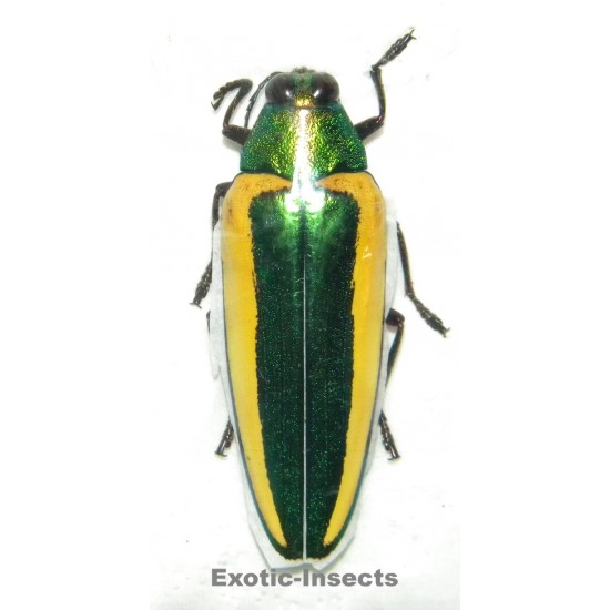 Chrysochroa limbata SPECIMEN 2  (50mm)