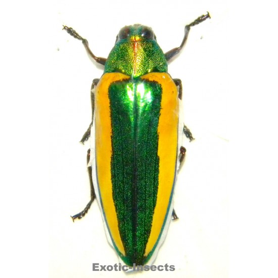 Chrysochroa limbata SPECIMEN 3  (53mm)