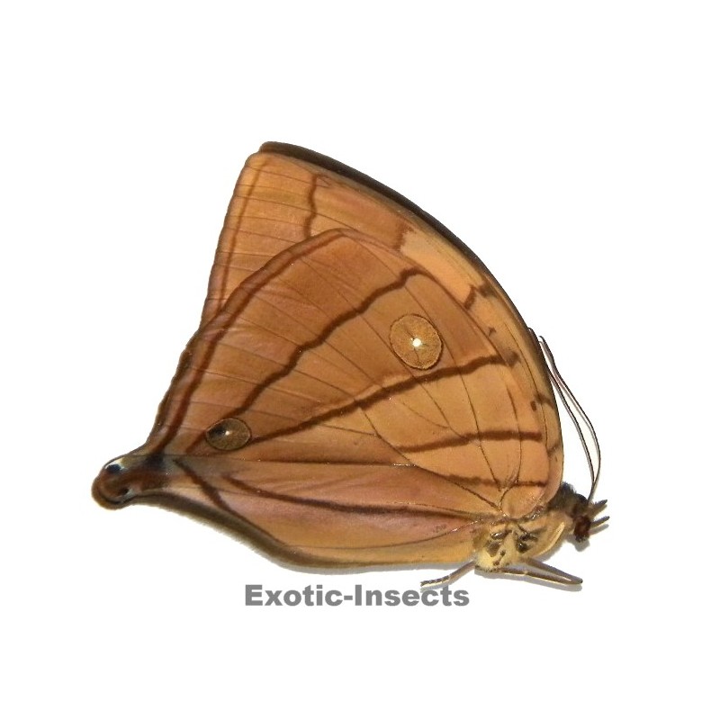 Amathuxidia amythaon octacilia