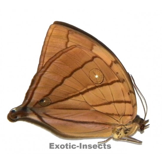 Amathuxidia amythaon octacilia
