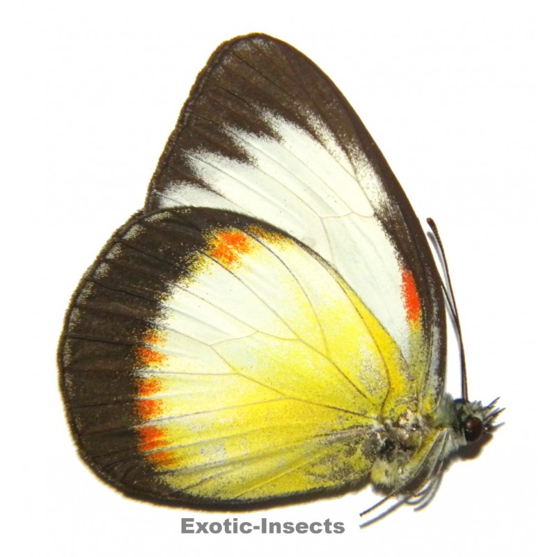 Cepora abnormis f.euryxantha