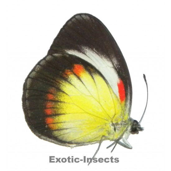 Cepora abnormis f.euryxantha