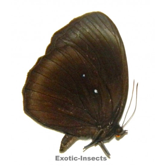 Elymnias papua papua