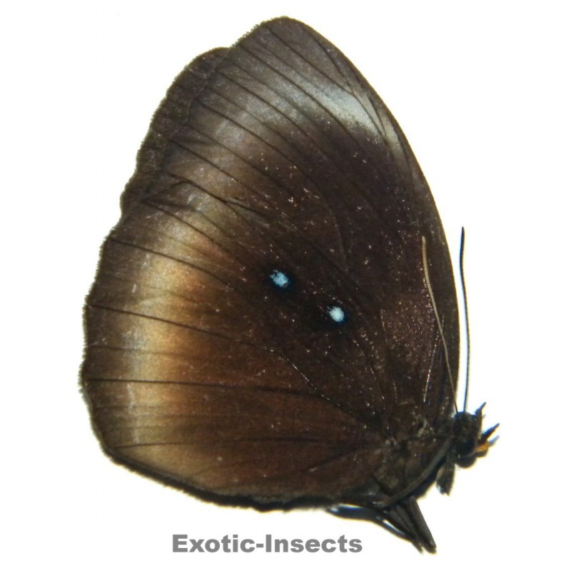 Elymnias papua papua