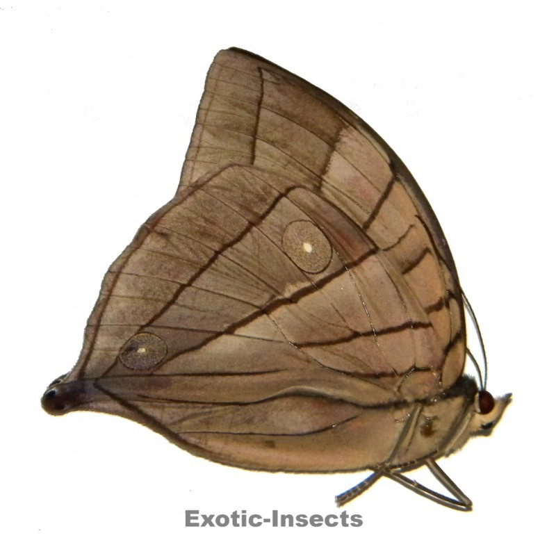 Amathuxidia amythaon pylaon