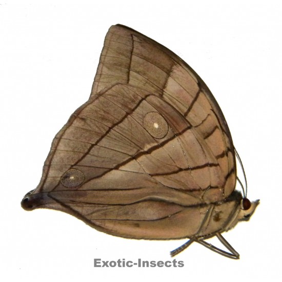Amathuxidia amythaon pylaon