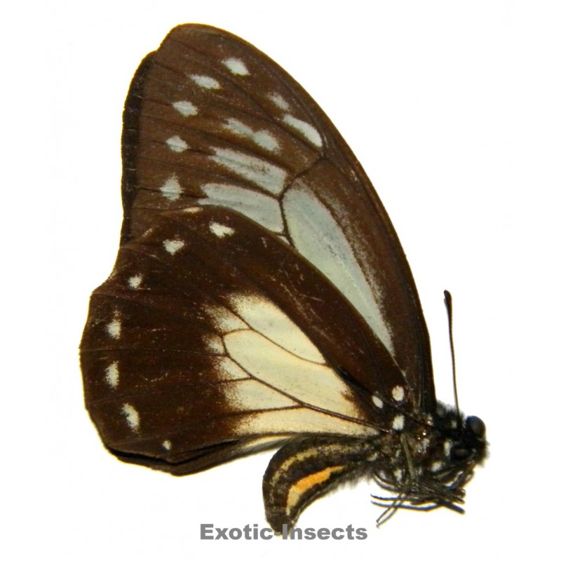 Graphium thule  SPECIMEN 1