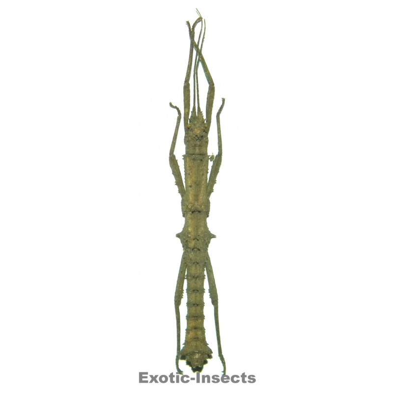 Phylaemenes coronatus