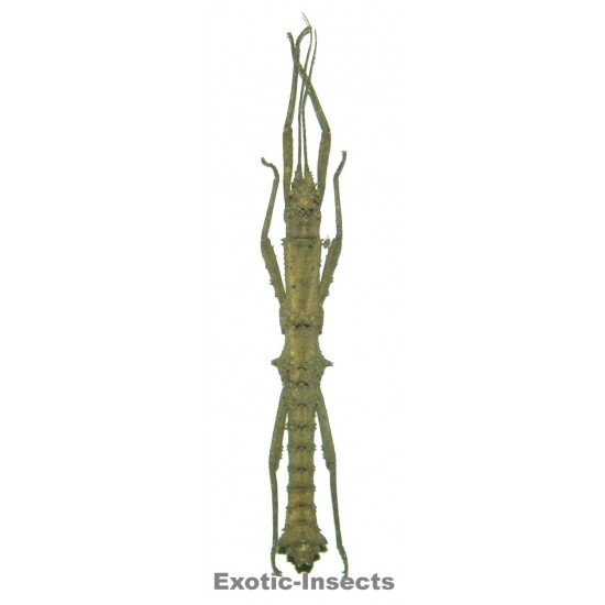 Phylaemenes coronatus