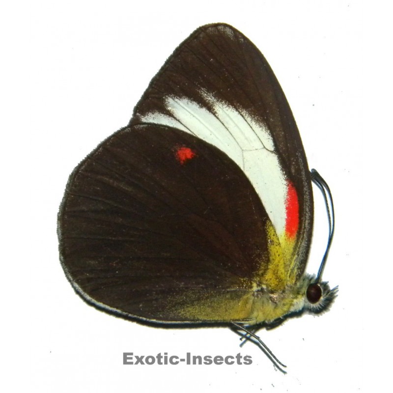 Cepora abnormis abnormis