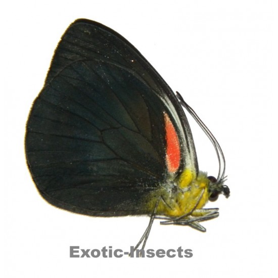 Cepora abnormis abnormis