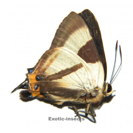 Deudorix epirus epirus