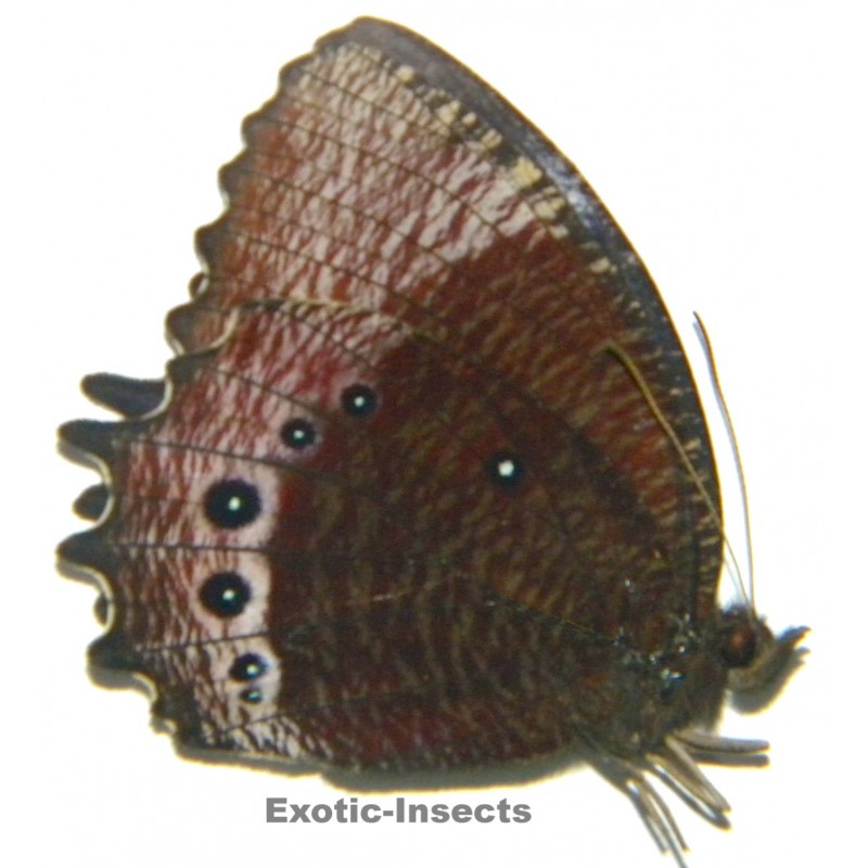 Elymnias dara deminuta