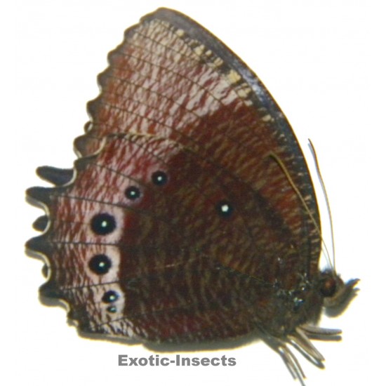 Elymnias dara deminuta