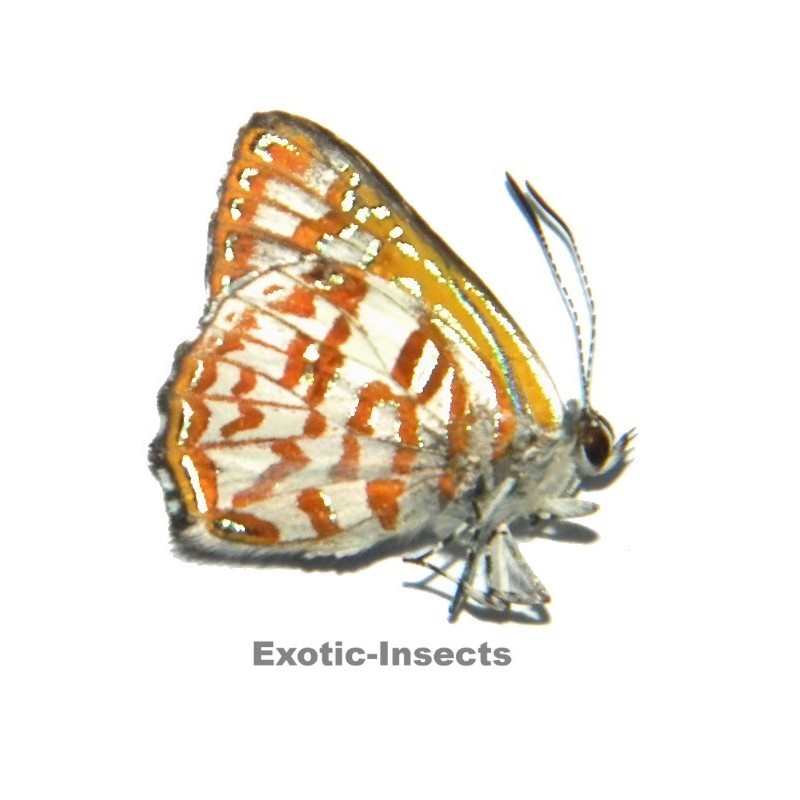 Hypochrysops arronica