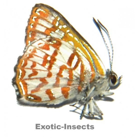 Hypochrysops arronica