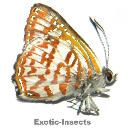 Hypochrysops arronica