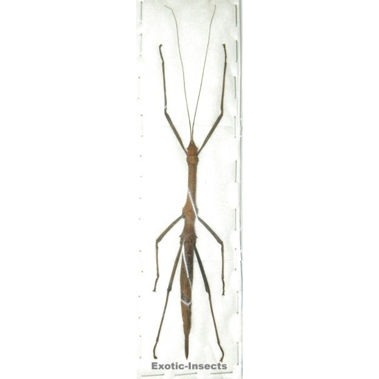 Neopromachus wallacei